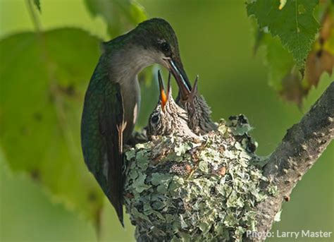 10 Facts About Hummingbirds And Other Interesting Tidbits