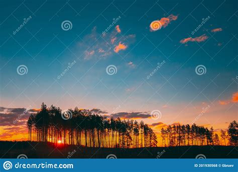 Sunset Sunrise In Pine Forest Sun Sunshine In Sunny Coniferous Forest