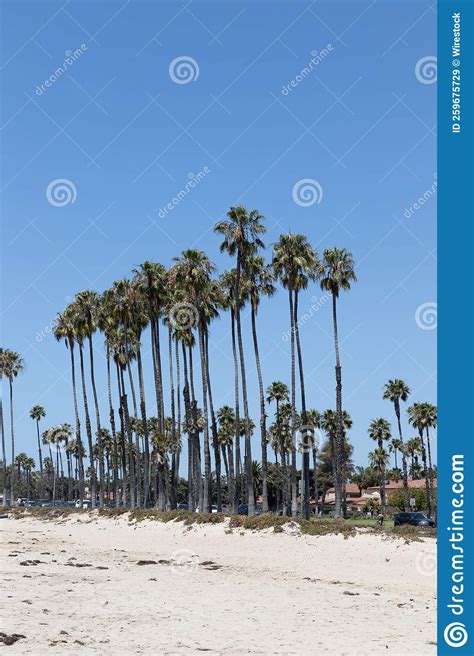 Beautiful View Of Tall Palm Trees On A Sandy Beach Under The Clear Sky
