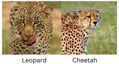 Differences Between Tiger Cheetah Leopard And Jaguar Justagric