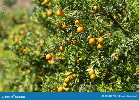 Orange Plantation Garden Orange Orchard In Northern Thailand Stock