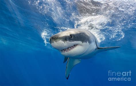 Great White Shark Swimming Photograph By Wildestanimal Fine Art America