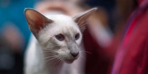 Oriental Longhair Cat Breed Size Appearance And Personality