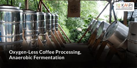 anaerobic fermentation coffee best coffee blogs