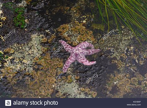 Purple Sea Star At Low Tide On The Coast Of Oregon Near Cape Arago