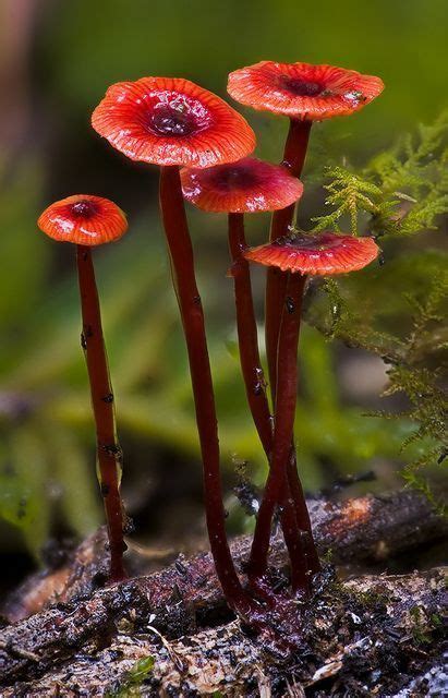 Pin On Really Cool Mushrooms