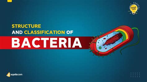 Structure And Classification Of Bacteria