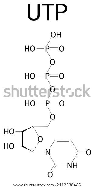 Uridine Triphosphate Utp Nucleotide Molecule Building Stock Vector