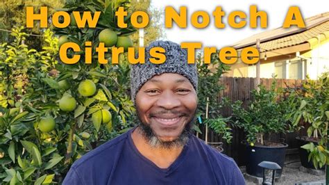 How To Notch A Citrus Tree Experiment A Success Citrustrees
