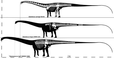 Size Reference For Three Diplodocid Dinosaurs Diplodocus Carnegii D Longus Seismosaurus
