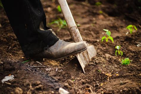 Closeup Of A Shovel And A Man Digging A Hole At The Garden For The