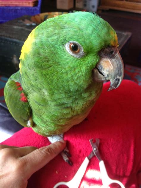 Barbaras Force Free Animal Training Talk Tips To Train A Parrot To Do