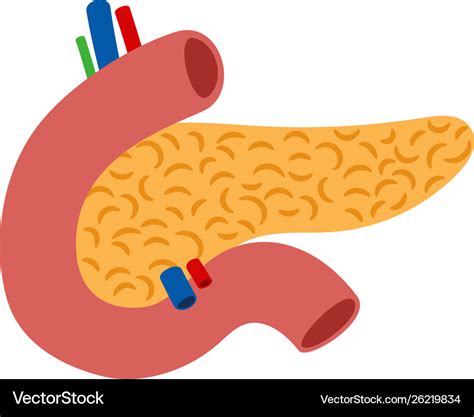 Human Pancreas Isolated On White Background Vector Image