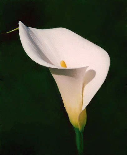 Summer Flower Calla Lily