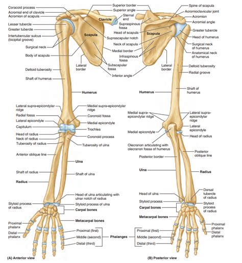 Infographic Diagram Of Human Skeleton Upper Limb Bone Anatomy System Or