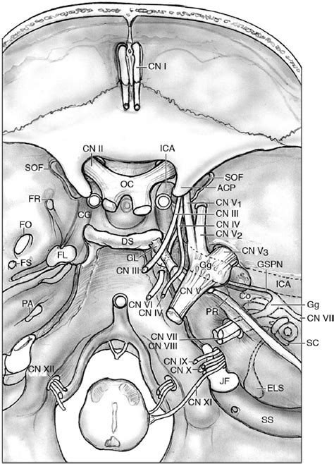 Functional Anatomy Of The Cranial Nerves Neupsy Key