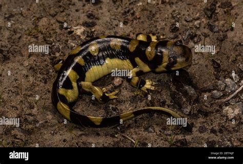 Adult Male Barred Tiger Salamander Arizona Tiger Salamander