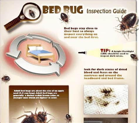 How To Check For Bed Bugs Bathroomladder Jeffcoocctax