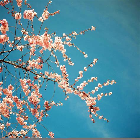 Pin By Alicia D On Floral Cherry Blossom Pictures Blue Flower