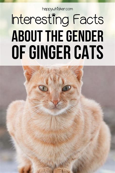 Interesting Facts About The Gender Of Ginger Cats In 2022 Orange Cats