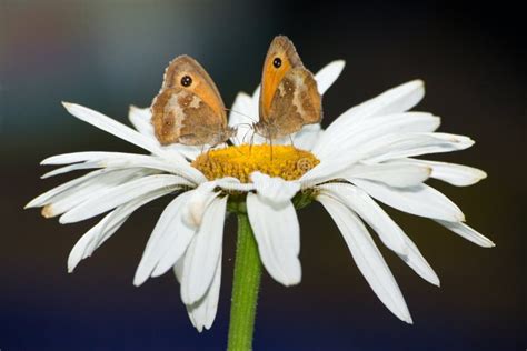 Two Butterflies On A Flower Stock Photo Image Of Wings Meadow 1167102