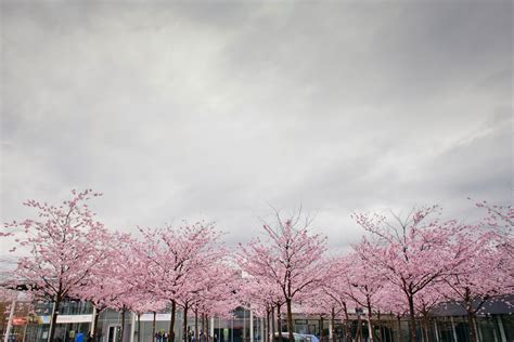 Free Images Tree Cloud Sky Morning Flower Cherry Blossom Woody