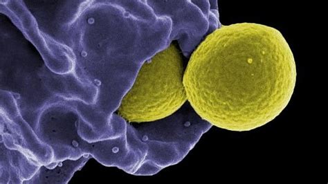 Fortunate Accident May Yield Immunity Weapon Against Antibiotic