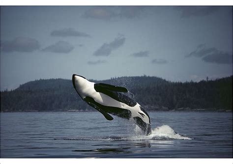 Print Of Orca Orcinus Orca Male Breaching Johnstone Strait British