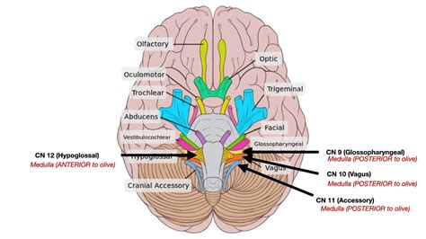 Cranial Nerve Anatomy Youtube