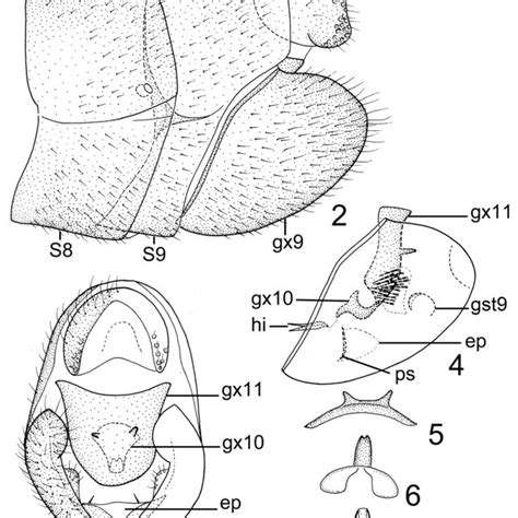 Inocellia Occidentalis Sp Nov Holotype Male 2 Male Genital