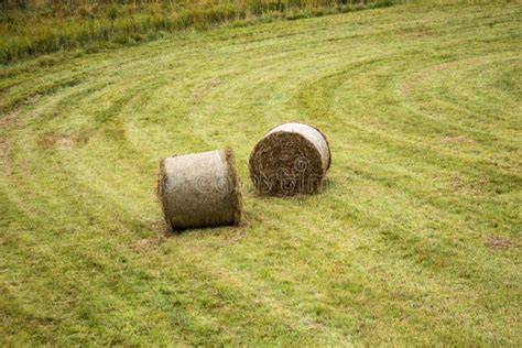 Round Bales Of Hay Lying In The Field Stock Photo Image Of Field