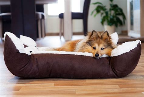 A Guide To Dog Beds