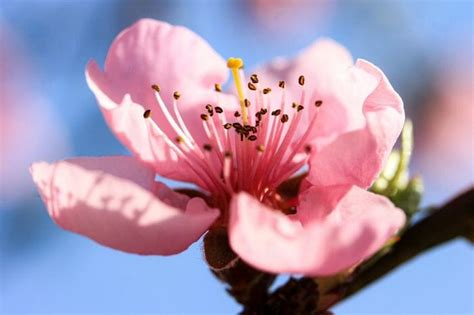 Peach Blossom Flower Prunus Persica