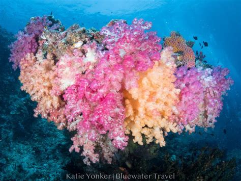 Most Beautiful Coral Reefs In The World