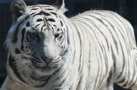 Fileroyal White Bengal Tiger Headshot At Cougar Mountain Zoological