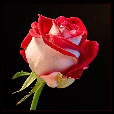 Make sure to avoid direct contact to sunlight, excessive heat or moisture so you can enjoy its beauty for a long time _. Latin Lady roses | Rose seeds, Hybrid tea roses, Tea roses