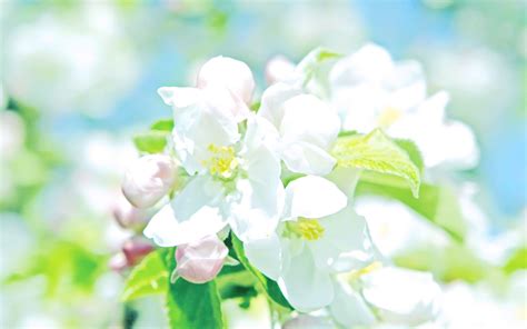 Pastel Flower Computer Background Sakura Cherry Blossoms In 2020