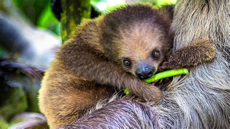 Ohios Cincinnati Zoo Expecting Its First Baby Sloth Wsb Tv Channel 2