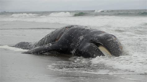 Dead Whale On Ocean Beach In San Francisco Bay Area Is 9th Since March