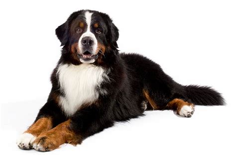 Looking At The Bernese Mountain Dog Savory Prime Pet Treats