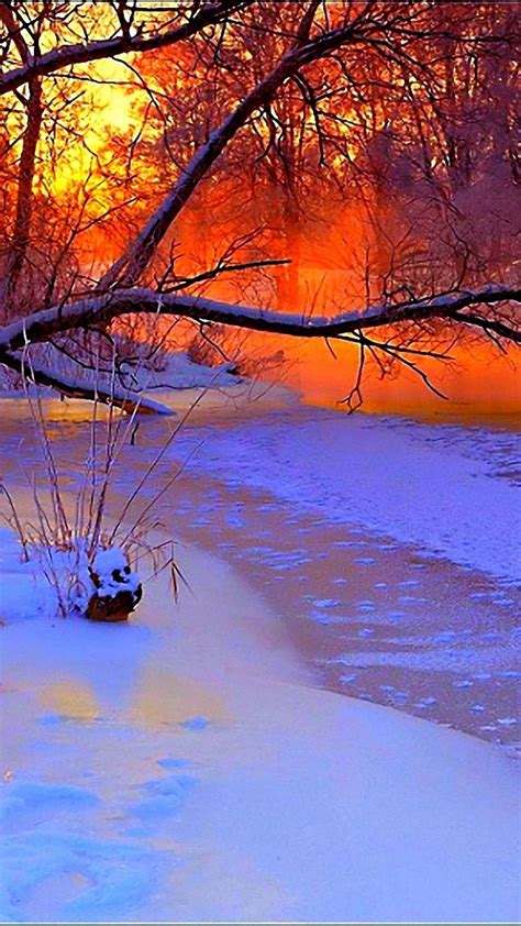 Winter Sunset Evening Branches Tree Pond Cold Snow Away From