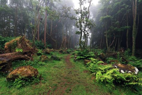 Cloud Forest The Magic Of The Laurisilva Forests In The Azores