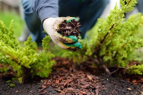 Best Mulch For Vegetable Gardens 5 Options And What To Avoid Shelf