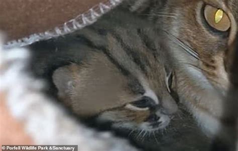 Rare Rusty Spotted Cats Worlds Smallest And Rarest Species Are Born