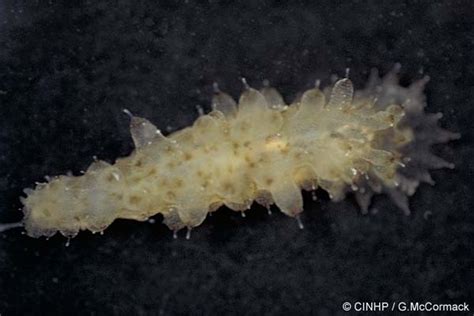 Cook Islands Biodiversity Stichopus Horrens Melting Sea Cucumber