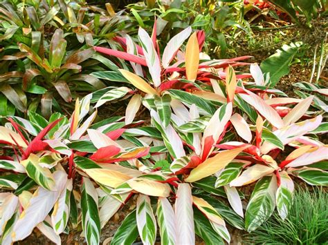 About Stromanthe Houseplants Tips For Growing Stromanthe Sanguinea