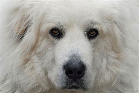 Grooming Great Pyrenees And Other Livestock Guardian Dog Breeds The