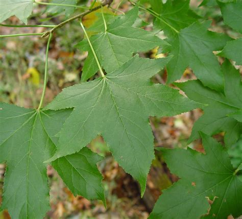 Sweetgum Trees Gumball Tree Types Leaves Identification 51 Off