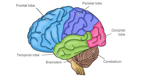 Baby Brain Development A Guide For Parents Babycentre