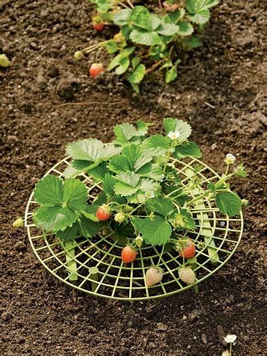 25 Strawberry Trellis Ideas For Sturdy Stable And Easy Growing